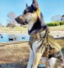 k9 leash; Bungee Dog Leash Tactical Dog Leash Nylon Adjustable Tactical Leash for Dogs Quick Release Military Dog Leash with 2 Control Handle; Bu