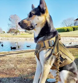 k9 leash; Bungee Dog Leash Tactical Dog Leash Nylon Adjustable Tactical Leash for Dogs Quick Release Military Dog Leash with 2 Control Handle; Bu (colour: Military green, Specifications (length * width): 100-150cm)